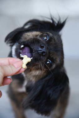 Tarafsız bir arka planda melez bir köpek. Beyaz koltukta komik bir köpek. Köpek ahşap zeminde oturuyor. Kadın elinden köpek maması..