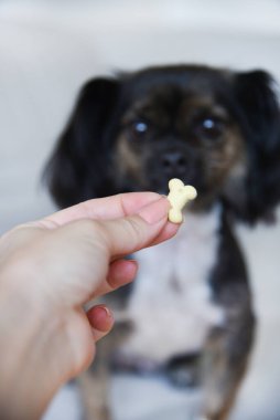 Tarafsız bir arka planda melez bir köpek. Beyaz koltukta komik bir köpek. Köpek ahşap zeminde oturuyor. Kadın elinden köpek maması..
