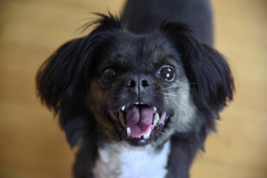 Tarafsız bir arka planda melez bir köpek. Beyaz koltukta komik bir köpek. Köpek ahşap zeminde oturuyor. Kadın elinden köpek maması..