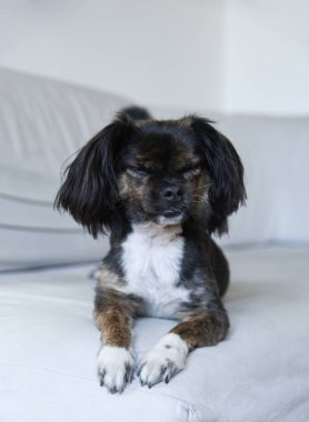Tarafsız bir arka planda melez bir köpek. Beyaz koltukta komik bir köpek. Köpek ahşap zeminde oturuyor. Kadın elinden köpek maması..