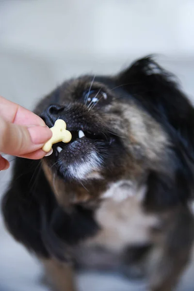 Perro Raza Mixta Aislado Fondo Neutro Perro Gracioso Sofá Blanco —  Fotos de Stock