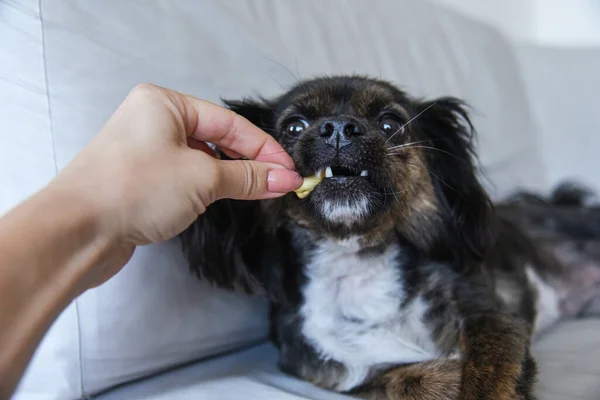 Tarafsız bir arka planda melez bir köpek. Beyaz koltukta komik bir köpek. Köpek ahşap zeminde oturuyor. Kadın elinden köpek maması..