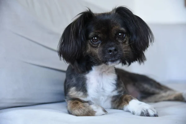 Mixed Breed Dog Isolated Neutral Background Funny Dog White Couch — Stock Photo, Image