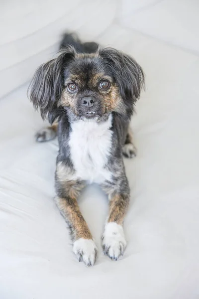 Mixed Breed Dog Isolated Neutral Background Funny Dog White Couch — Stock Photo, Image