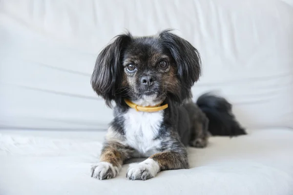 Mixed Breed Dog Isolated Neutral Background Funny Dog White Couch — Stock Photo, Image