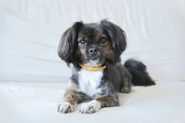 Mixed Breed Dog Isolated Neutral Background Funny Dog White Couch — Stock Photo, Image