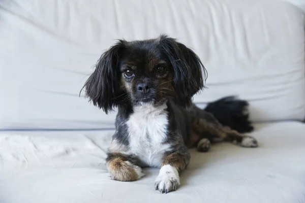 Mixed Breed Dog Isolated Neutral Background Funny Dog White Couch — Stock Photo, Image