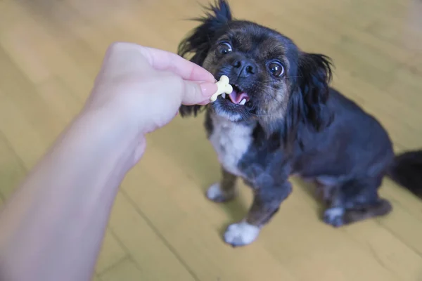 Cão Misto Isolado Fundo Neutro Cão Engraçado Sofá Branco Cão Fotos De Bancos De Imagens