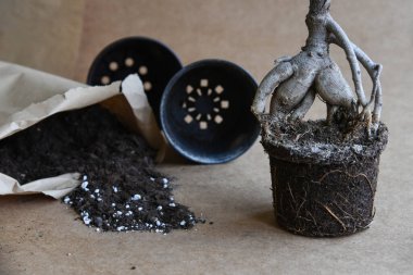 Karma toprağa kök salmış bitkiler. Kökler suda, yayılma kavanozda su ve toprak tarafsız arka planda. Boş kopyalama alanı. Afrika menekşeleri. Ficus microcarpa, Çin Doları Bitkisi. 