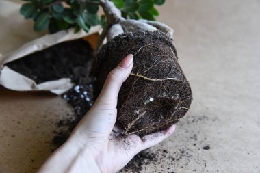 Karma toprağa kök salmış bitkiler. Kökler suda, yayılma kavanozda su ve toprak tarafsız arka planda. Boş kopyalama alanı. Afrika menekşeleri. Ficus microcarpa, Çin Doları Bitkisi. 