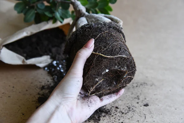Karma toprağa kök salmış bitkiler. Kökler suda, yayılma kavanozda su ve toprak tarafsız arka planda. Boş kopyalama alanı. Afrika menekşeleri. Ficus microcarpa, Çin Doları Bitkisi. 