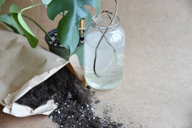 Karma toprağa kök salmış bitkiler. Kökler suda, yayılma kavanozda su ve toprak tarafsız arka planda. Boş kopyalama alanı. Afrika menekşeleri. Ficus microcarpa, Çin Doları Bitkisi. 