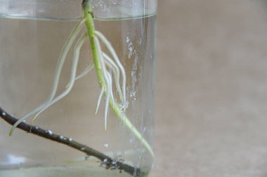 Karma toprağa kök salmış bitkiler. Kökler suda, yayılma kavanozda su ve toprak tarafsız arka planda. Boş kopyalama alanı. Afrika menekşeleri. Ficus microcarpa, Çin Doları Bitkisi. 