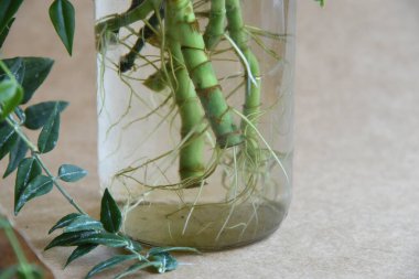 Karma toprağa kök salmış bitkiler. Kökler suda, yayılma kavanozda su ve toprak tarafsız arka planda. Boş kopyalama alanı. Afrika menekşeleri. Ficus microcarpa, Çin Doları Bitkisi. 