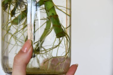 Karma toprağa kök salmış bitkiler. Kökler suda, yayılma kavanozda su ve toprak tarafsız arka planda. Boş kopyalama alanı. Afrika menekşeleri. Ficus microcarpa, Çin Doları Bitkisi. 