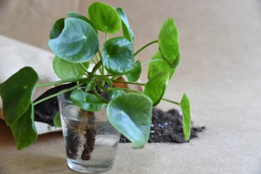 Karma toprağa kök salmış bitkiler. Kökler suda, yayılma kavanozda su ve toprak tarafsız arka planda. Boş kopyalama alanı. Afrika menekşeleri. Ficus microcarpa, Çin Doları Bitkisi. 