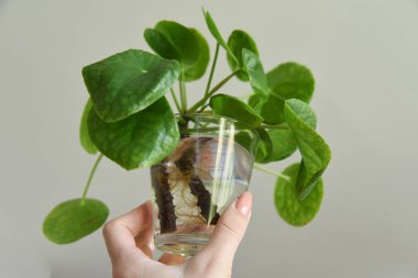 Karma toprağa kök salmış bitkiler. Kökler suda, yayılma kavanozda su ve toprak tarafsız arka planda. Boş kopyalama alanı. Afrika menekşeleri. Ficus microcarpa, Çin Doları Bitkisi. 