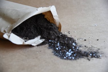Karma toprağa kök salmış bitkiler. Kökler suda, yayılma kavanozda su ve toprak tarafsız arka planda. Boş kopyalama alanı. Afrika menekşeleri. Ficus microcarpa, Çin Doları Bitkisi. 