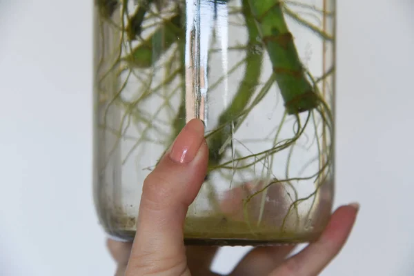 Karma toprağa kök salmış bitkiler. Kökler suda, yayılma kavanozda su ve toprak tarafsız arka planda. Boş kopyalama alanı. Afrika menekşeleri. Ficus microcarpa, Çin Doları Bitkisi. 