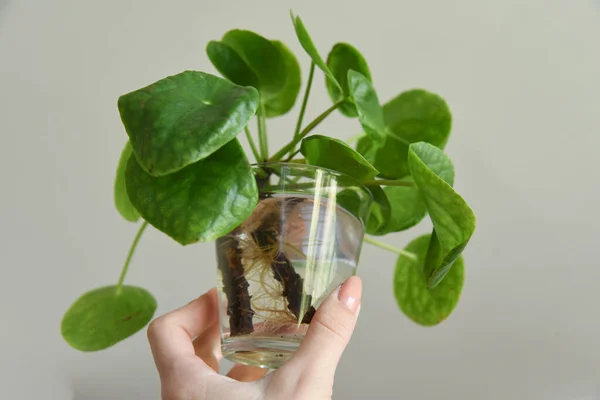 Karma toprağa kök salmış bitkiler. Kökler suda, yayılma kavanozda su ve toprak tarafsız arka planda. Boş kopyalama alanı. Afrika menekşeleri. Ficus microcarpa, Çin Doları Bitkisi. 