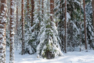 Bükreş 'in koyu kahverengi köpeği kış ormanlarında yürüyor.