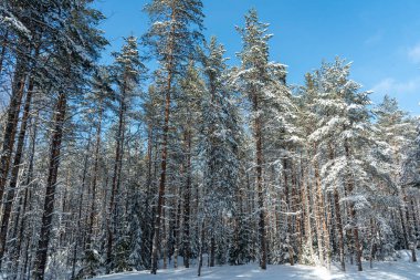 Bükreş 'in koyu kahverengi köpeği kış ormanlarında yürüyor.