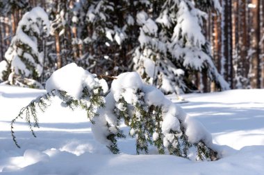 Bükreş 'in koyu kahverengi köpeği kış ormanlarında yürüyor.