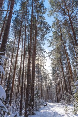 Bükreş 'in koyu kahverengi köpeği kış ormanlarında yürüyor.