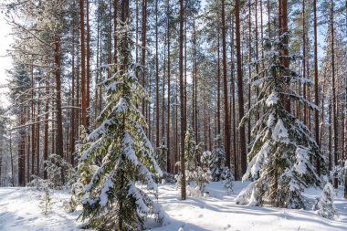 Bükreş 'in koyu kahverengi köpeği kış ormanlarında yürüyor.