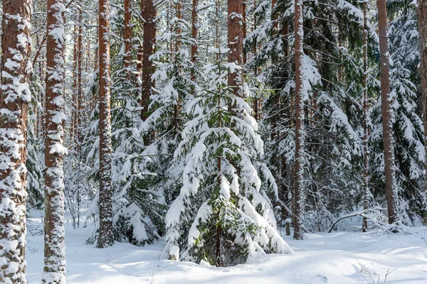 Bükreş 'in koyu kahverengi köpeği kış ormanlarında yürüyor.