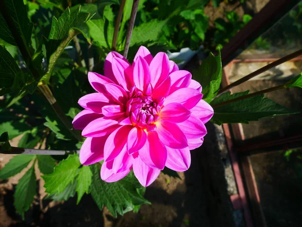 Dahlia Rose Dans Jardin — Photo