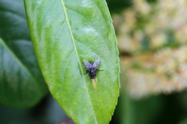 Sinek yaprağa oturur.