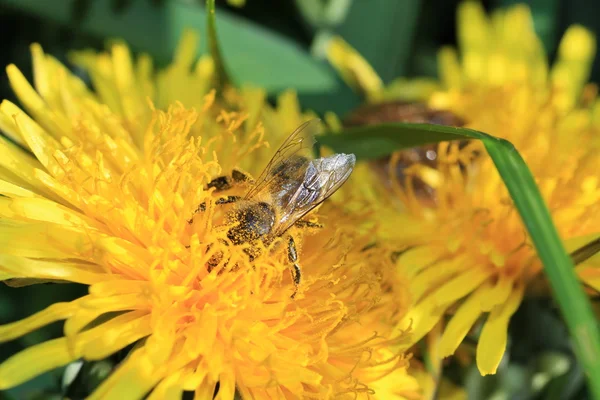 Honey Bee — Stock Photo, Image