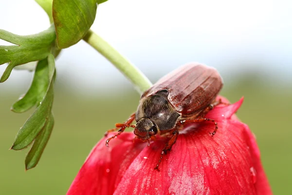 # May bug, Cockchafer # — Foto de Stock