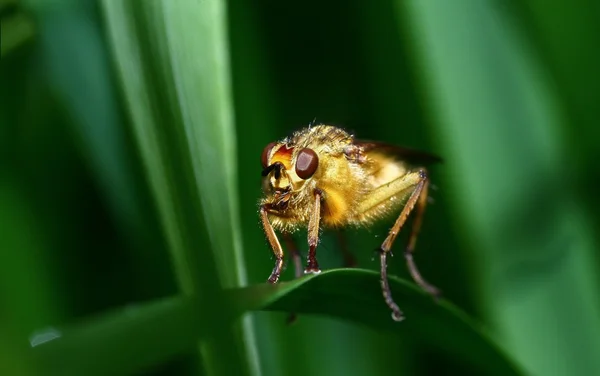 Běžné žluté hnoje fly — Stock fotografie