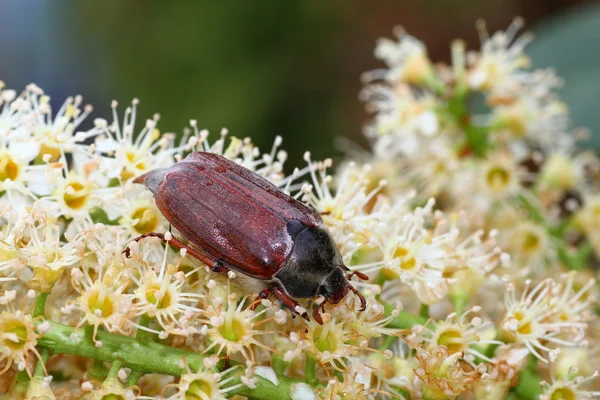 5 月-bug 金龟子 — 图库照片