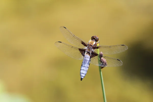 Blue dragonfly — Stock Photo, Image