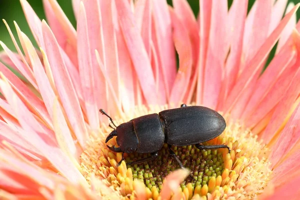 Lesser stag beetle — Stock Photo, Image