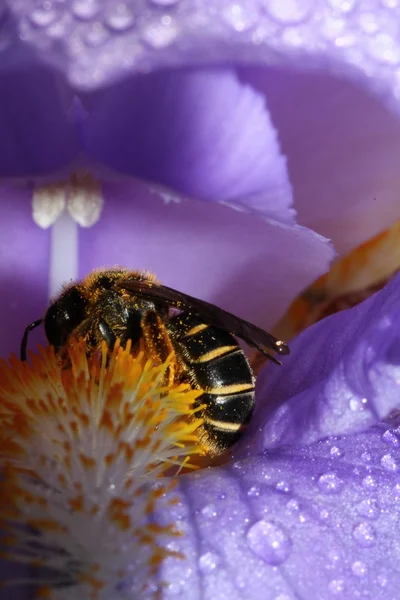 Honey Bee — Stock Photo, Image