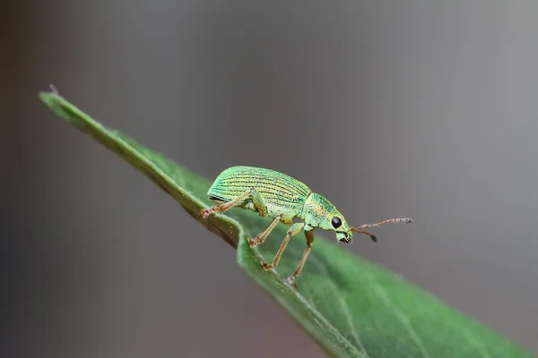 Bug verde — Foto Stock