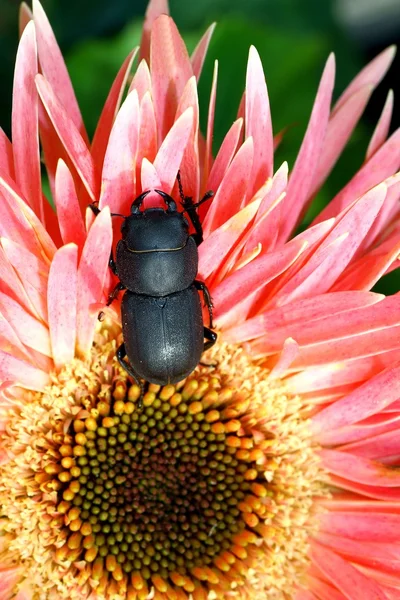Pequeño escarabajo ciervo — Foto de Stock