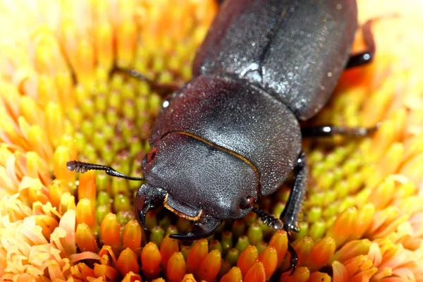 Lesser stag beetle — Stock Photo, Image