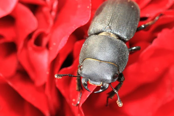 Lesser stag beetle — Stock Photo, Image