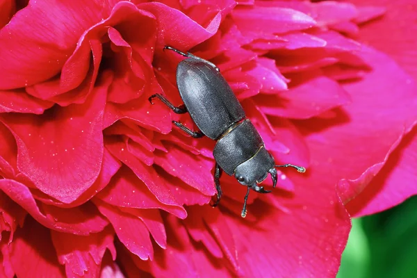 Lesser stag beetle — Stock Photo, Image