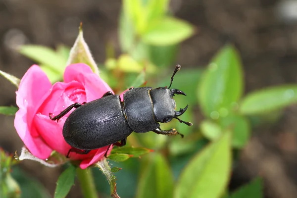 较小的鹿角甲虫 — 图库照片