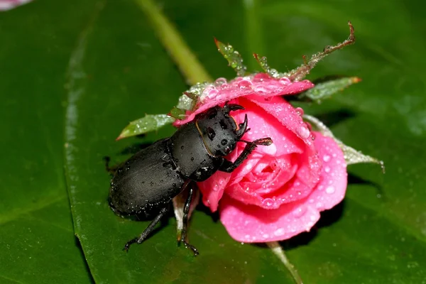 较小的鹿角甲虫 — 图库照片