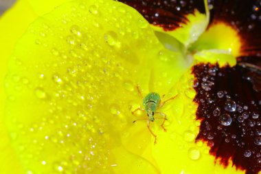 Yeşil göçmen Weevil