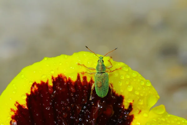 Green Immigrant Weevil — Stock Photo, Image