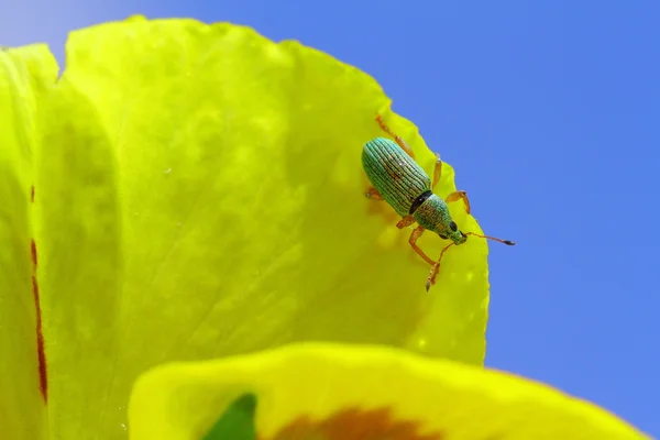 Green Immigrant Weevil — Stock Photo, Image