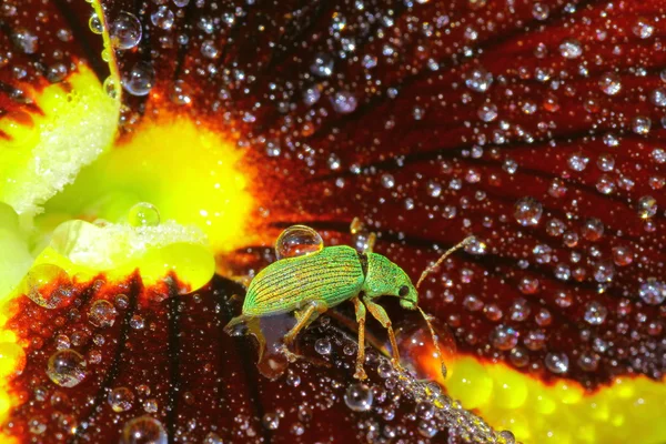 Inmigrante Verde Weevil — Foto de Stock